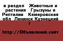  в раздел : Животные и растения » Грызуны и Рептилии . Кемеровская обл.,Ленинск-Кузнецкий г.